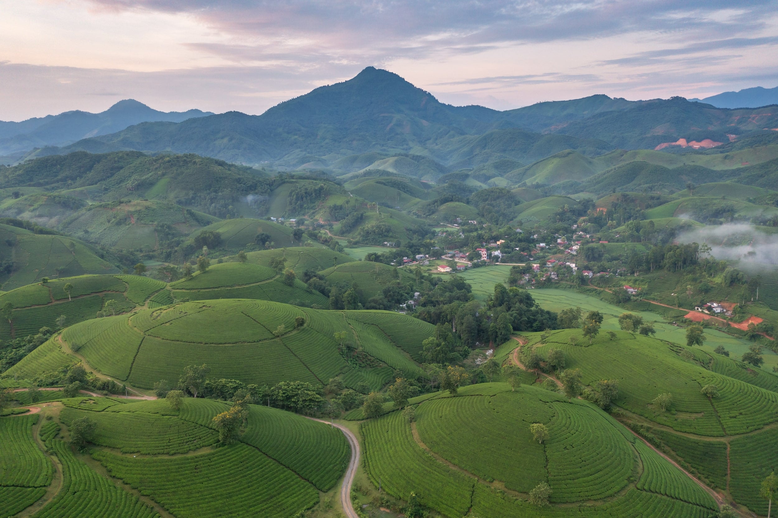 Tea hills at first light, Long Cốc