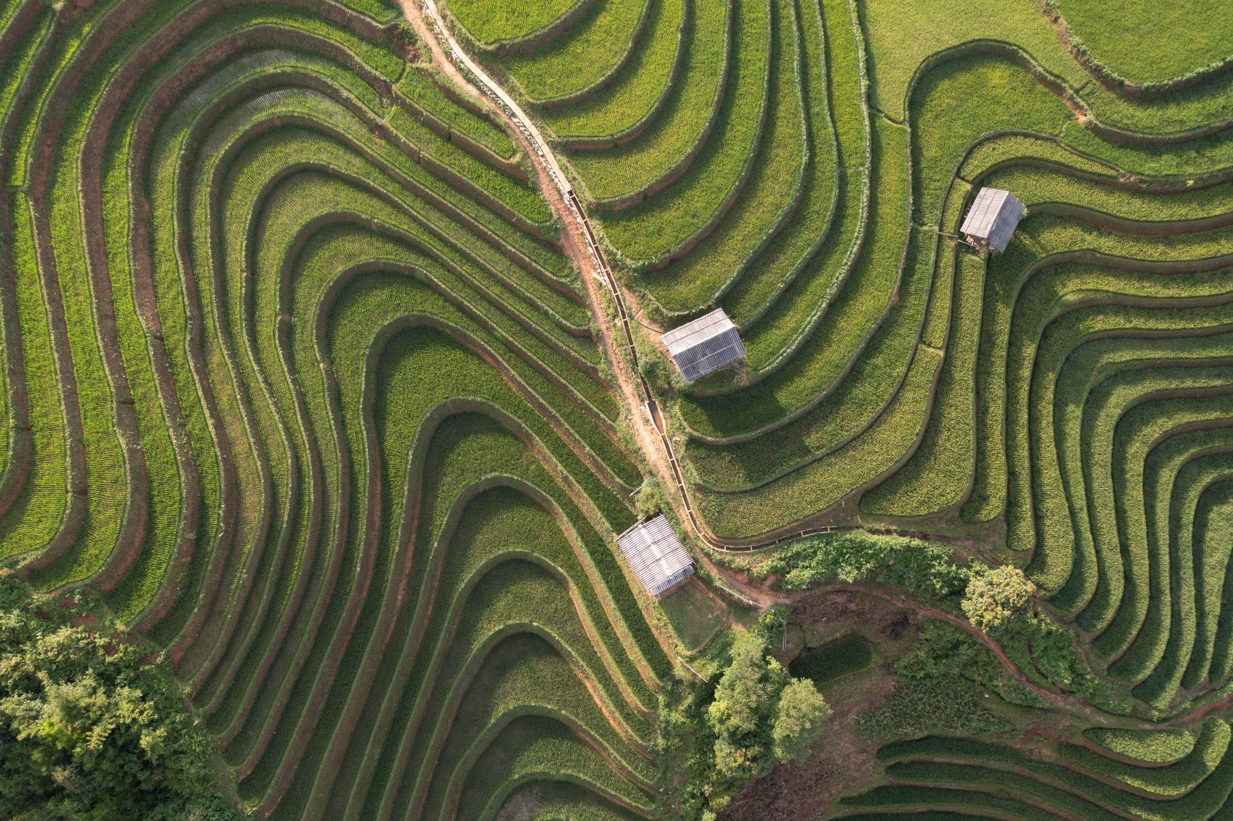 Rice terraces, Mù Cang Chải