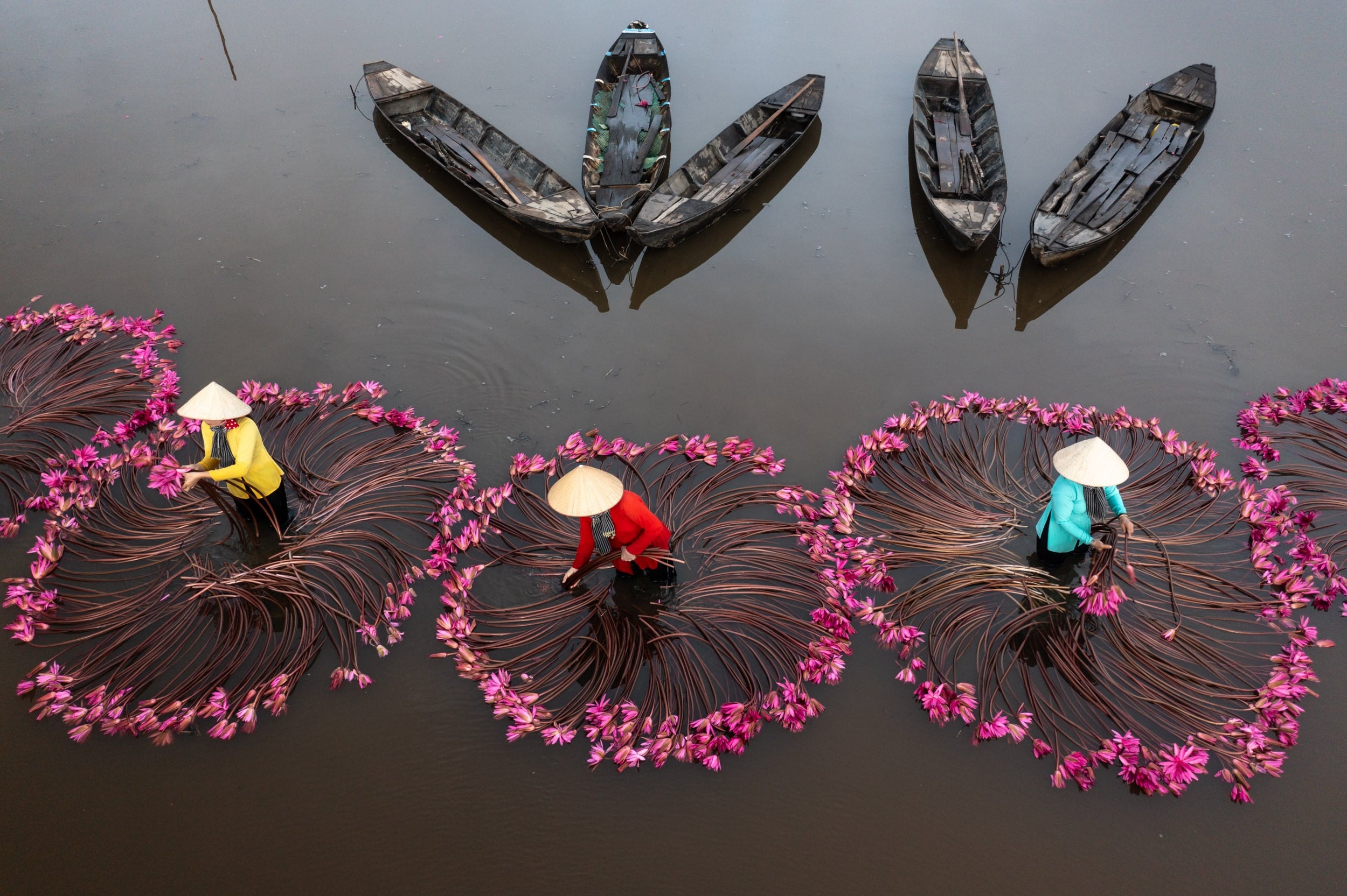 Water lilies, the delta