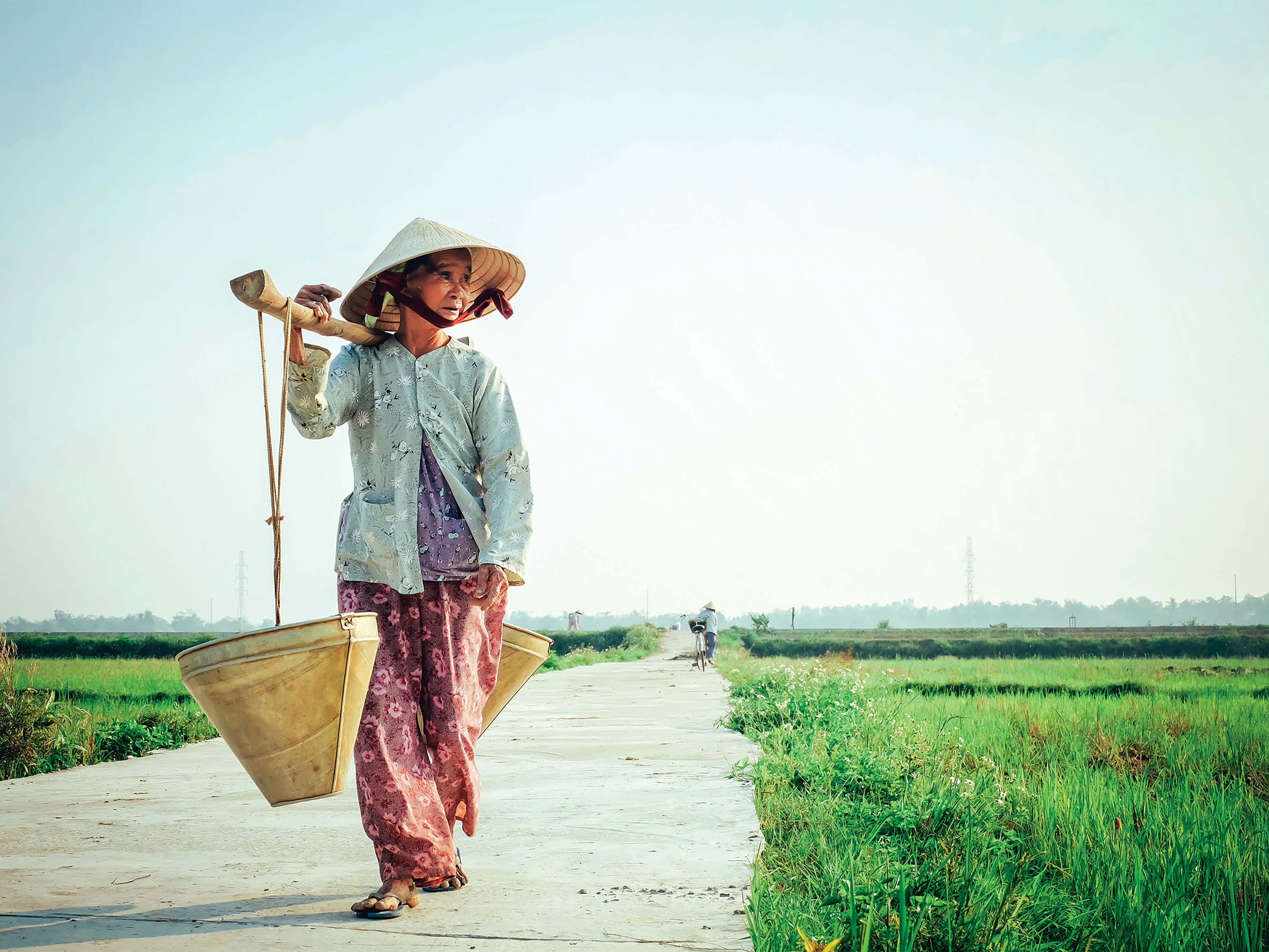 Rice fields before the heat