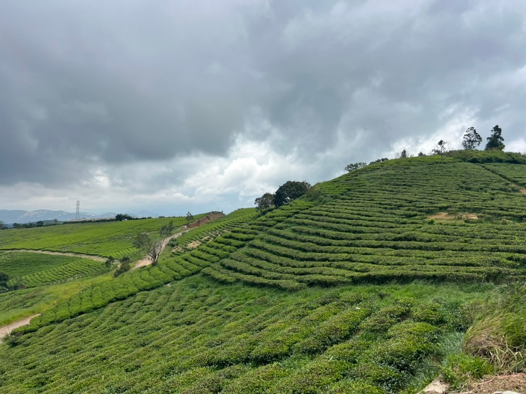 Terraced hills, morning cloud