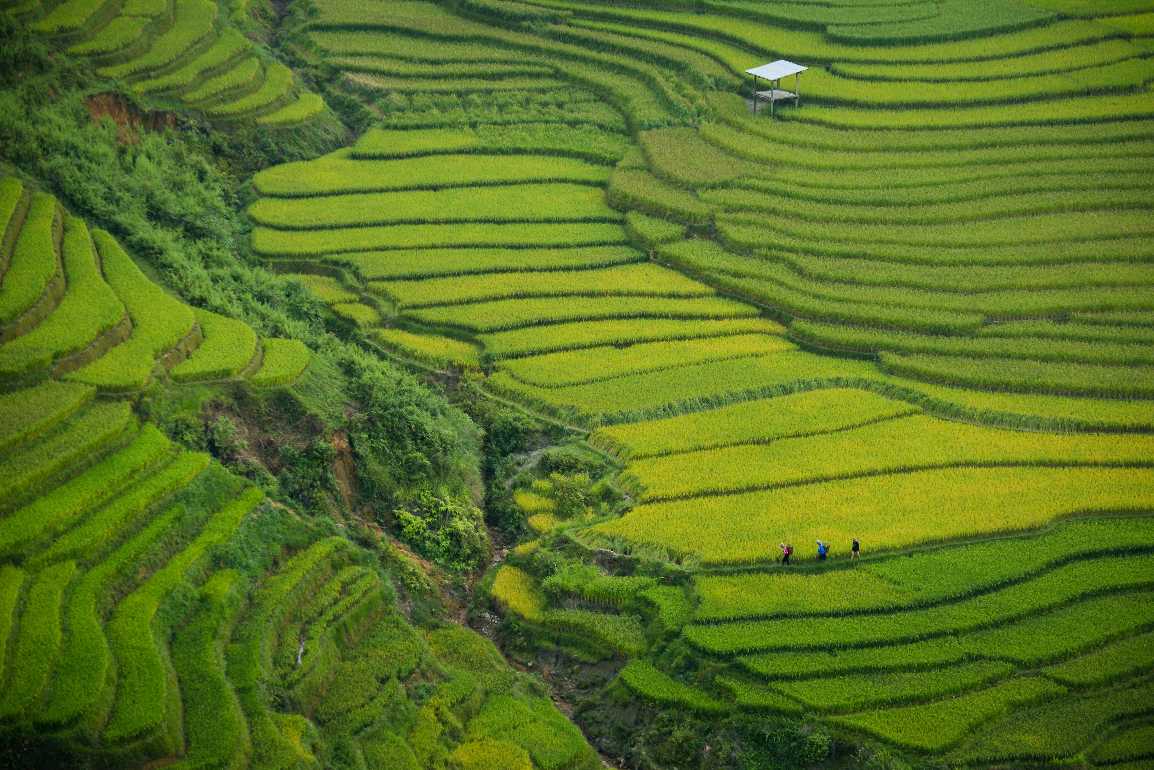 Rice terraces, Mù Cang Chải